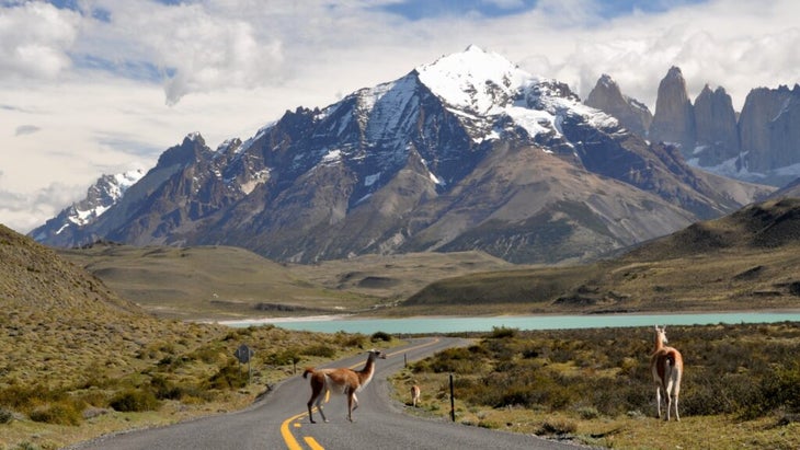 A guanaco crosses the road not far from Laguna Amara 