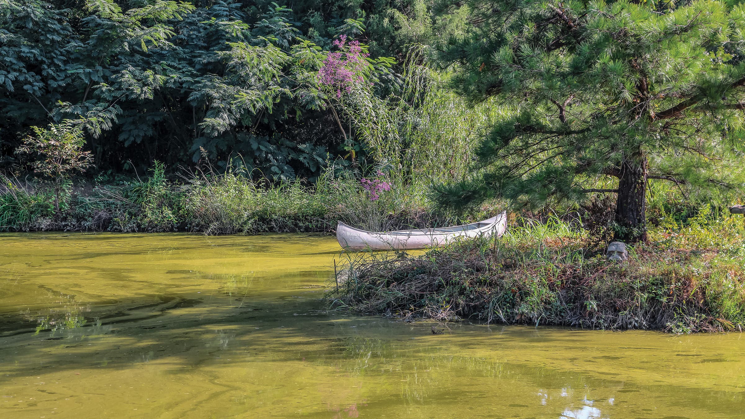 DeLoach Pond, near the town of Alligator