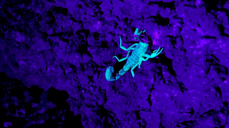 scorpion