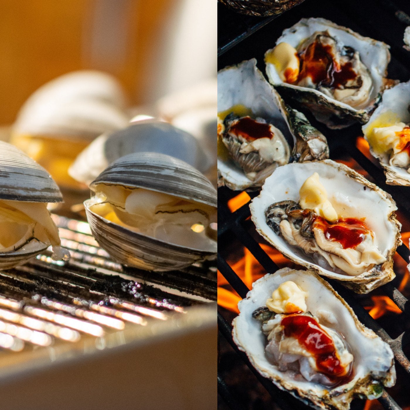 Oyster clam hot sale