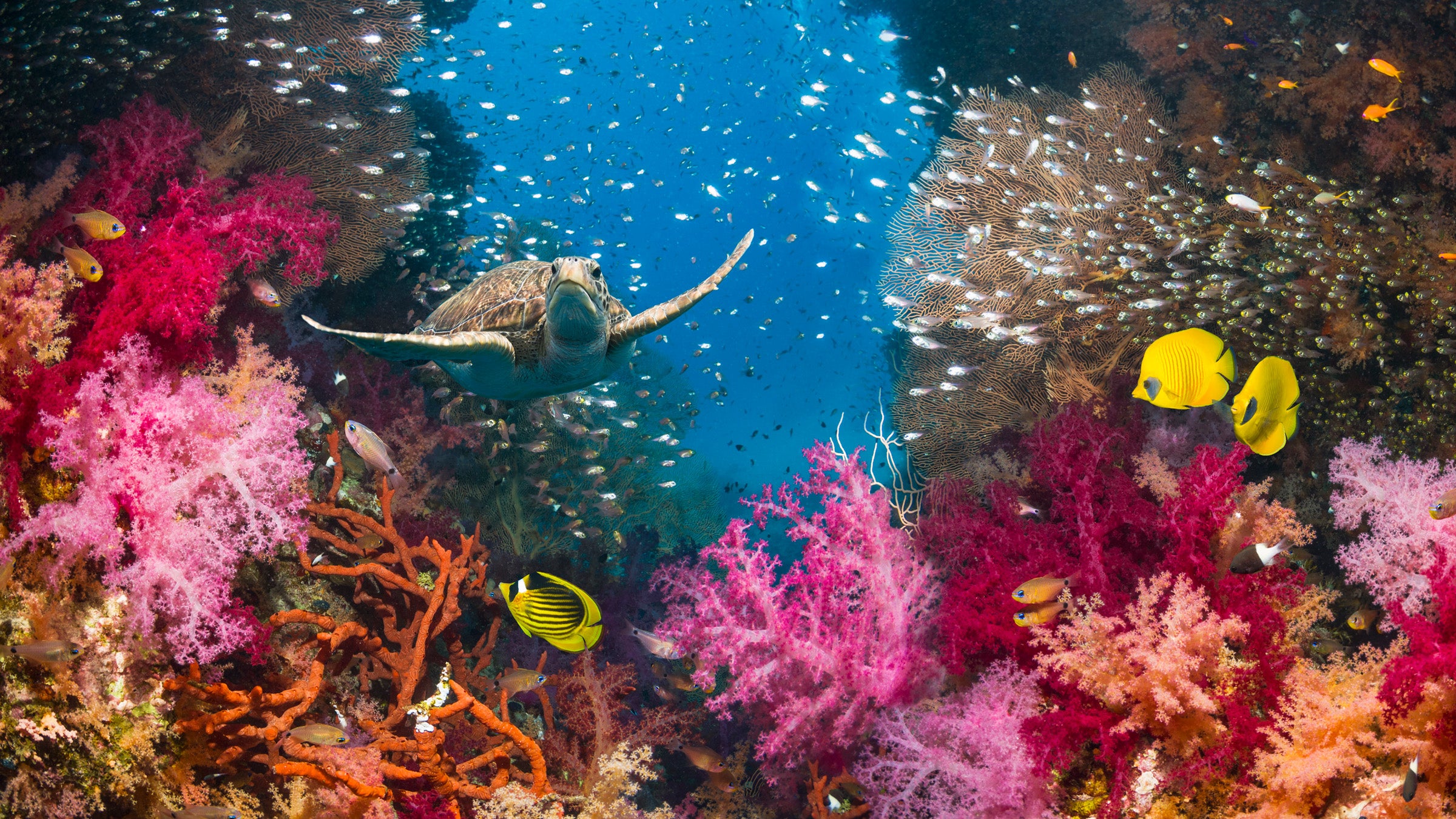 Why Your Next Outdoor Adventure Should Be to a Coral Reef