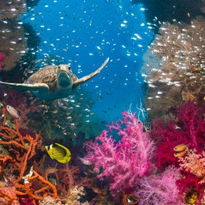 coral reef red sea