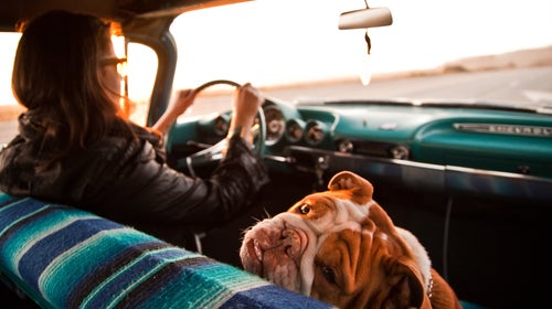 A driver and her dog road-tripping