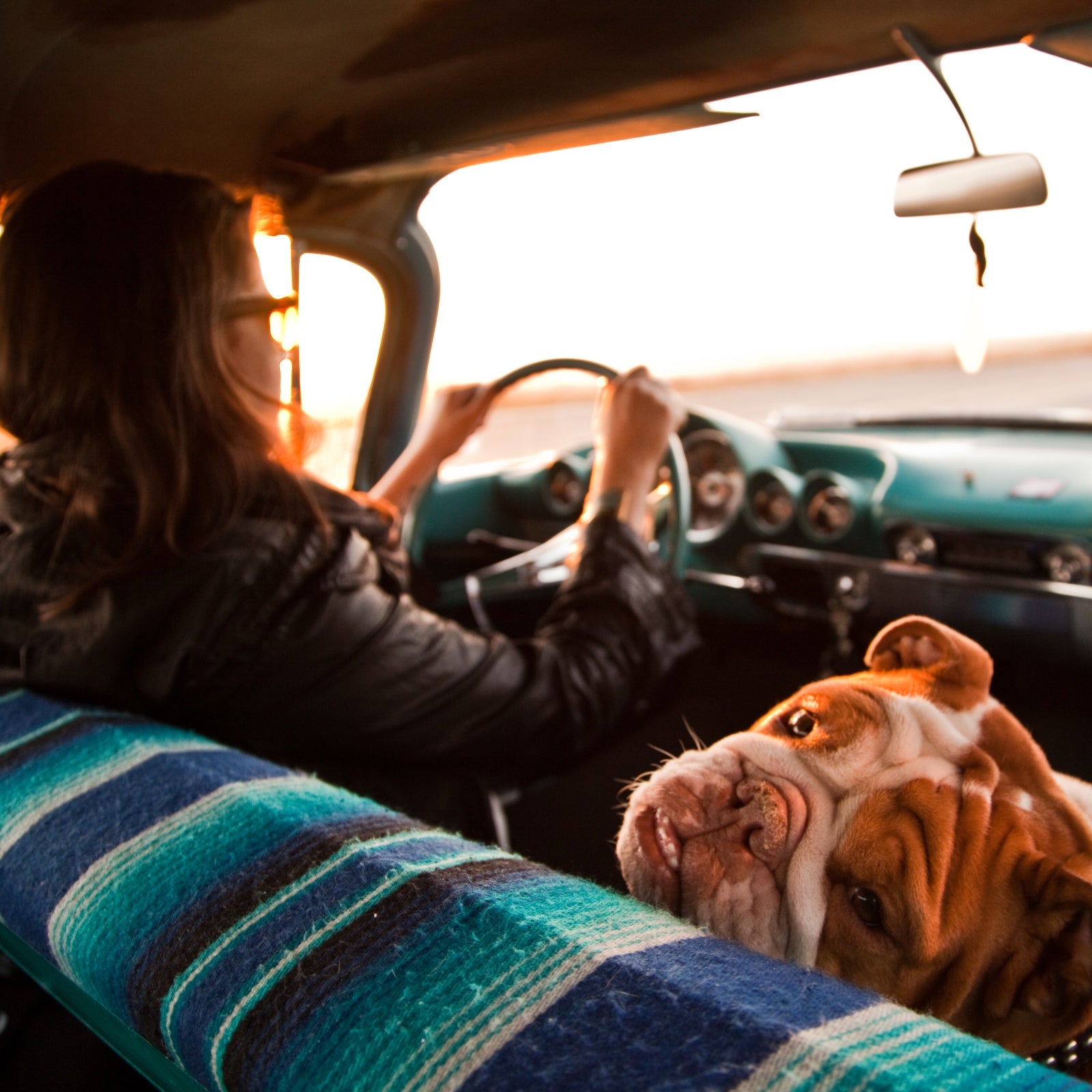 Expert Advice on How to Travel with Your Dog