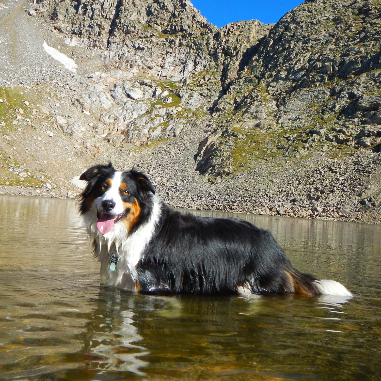 First aid kit store for dogs hiking