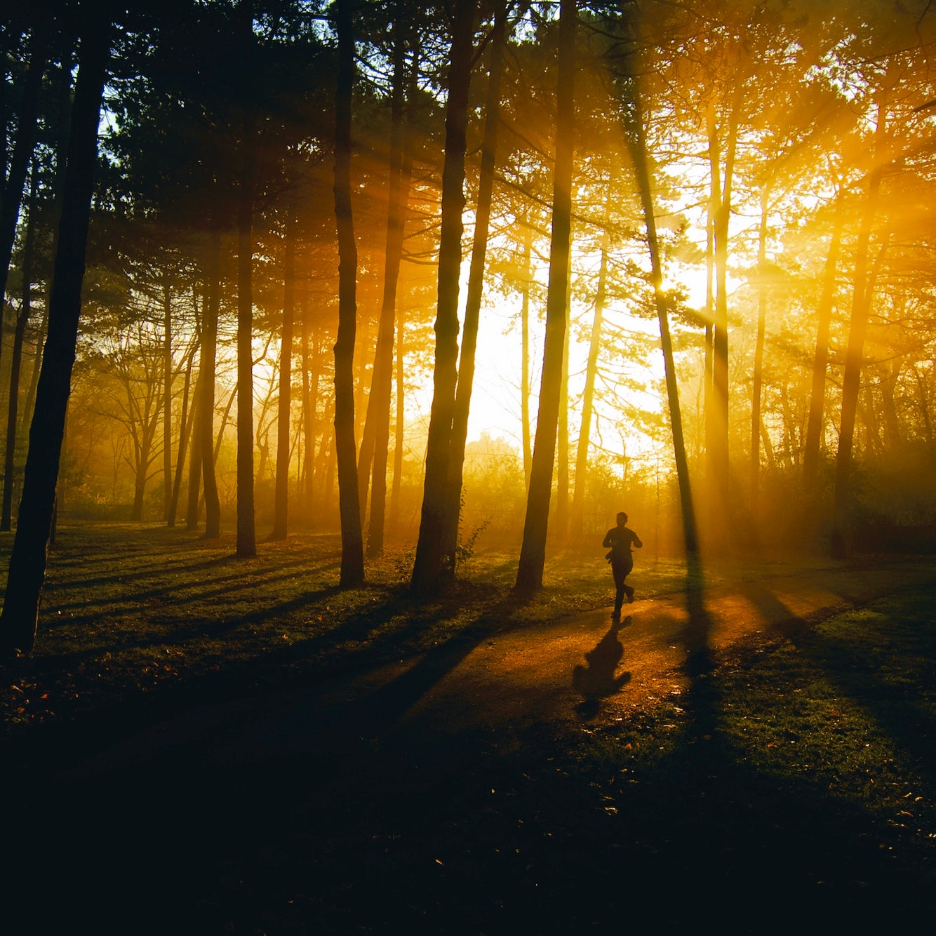 a woman runs through a park with sun streaming through trees