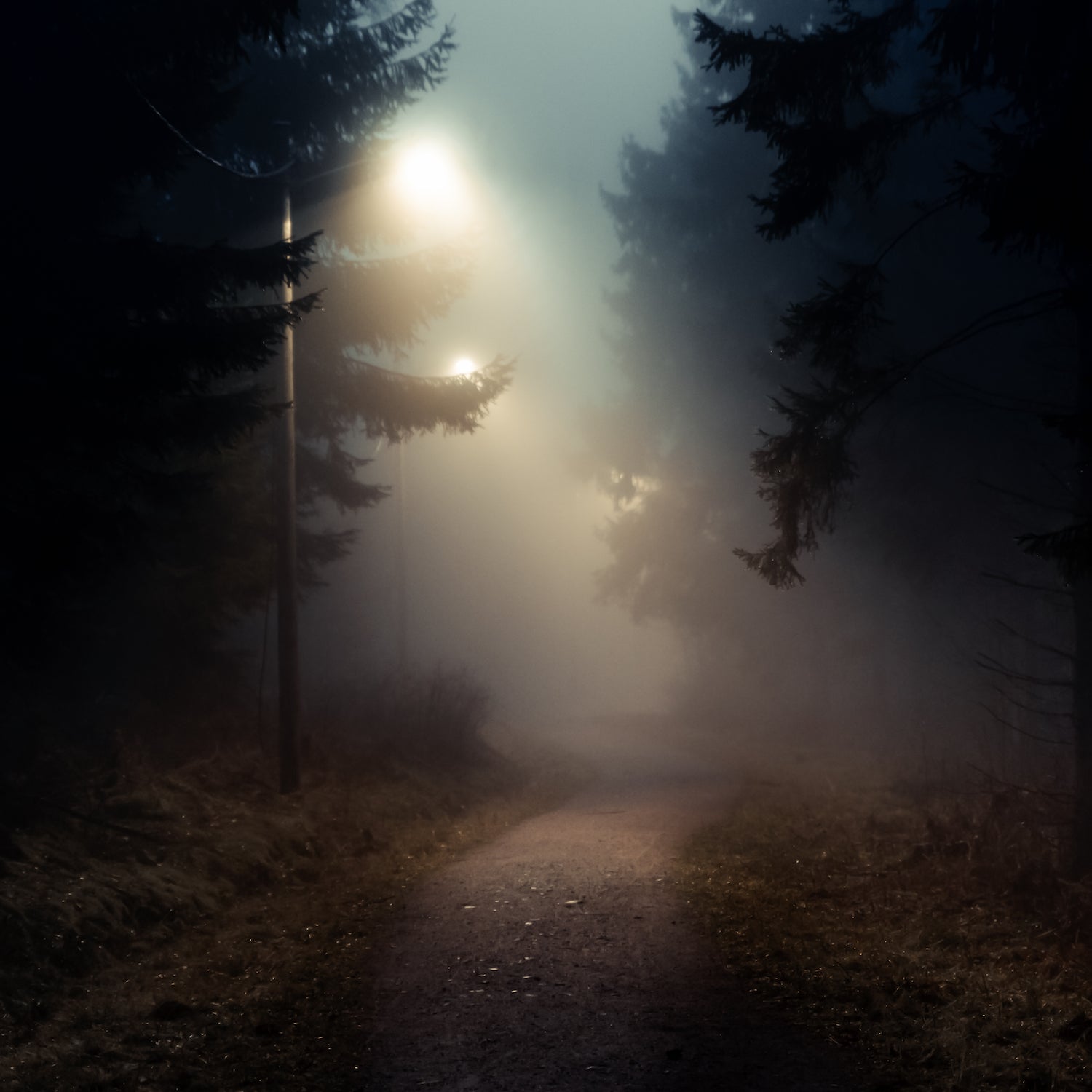 Dirt road in a dark and foggy forest