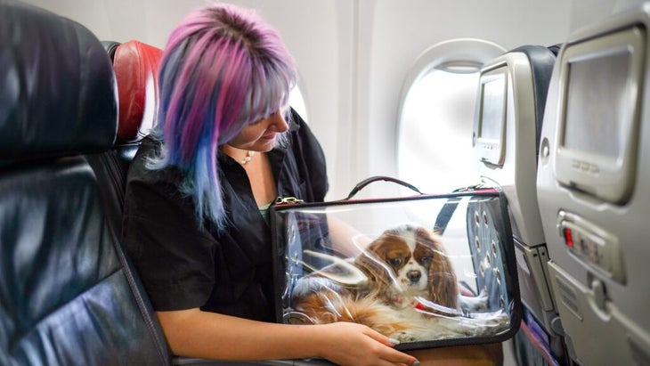 A woman sitting in a plane seats holds a transparent dog carrier on her lap