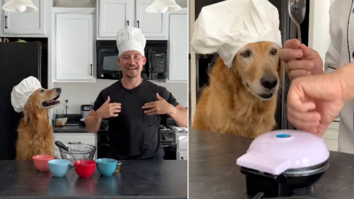 chef dog makes waffles