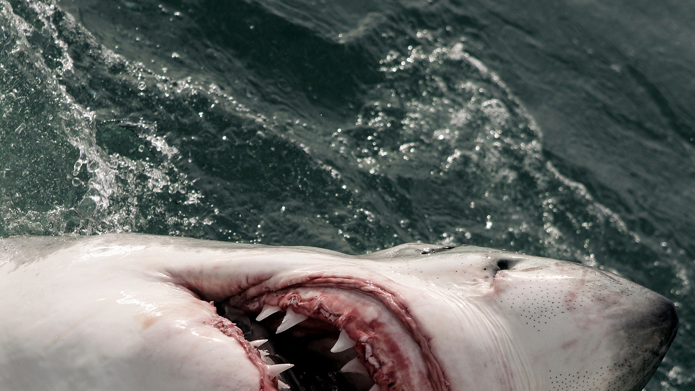 Cape Cods White Shark Population Is Big