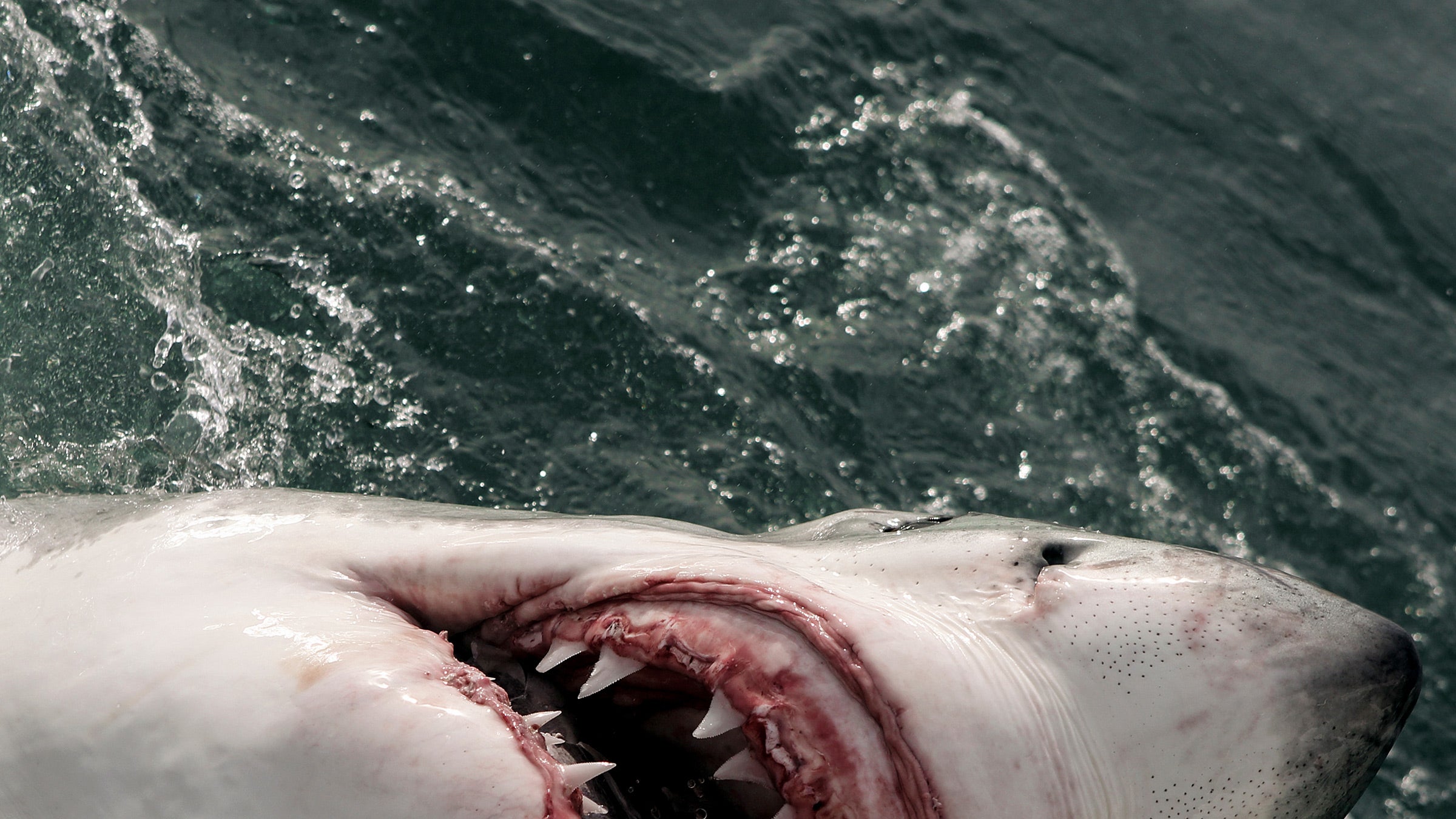 Scientists Shocked That White Sharks Swim Near Humans but Don't Attack