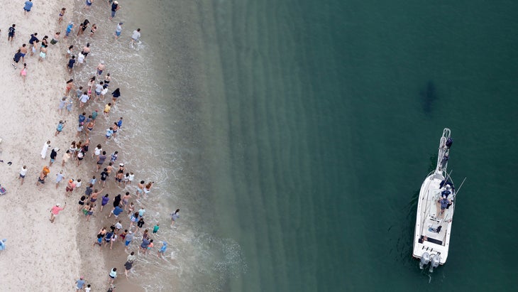 Cape Cod’s White Shark Population Is Big. Really Big.