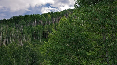 stand of trees