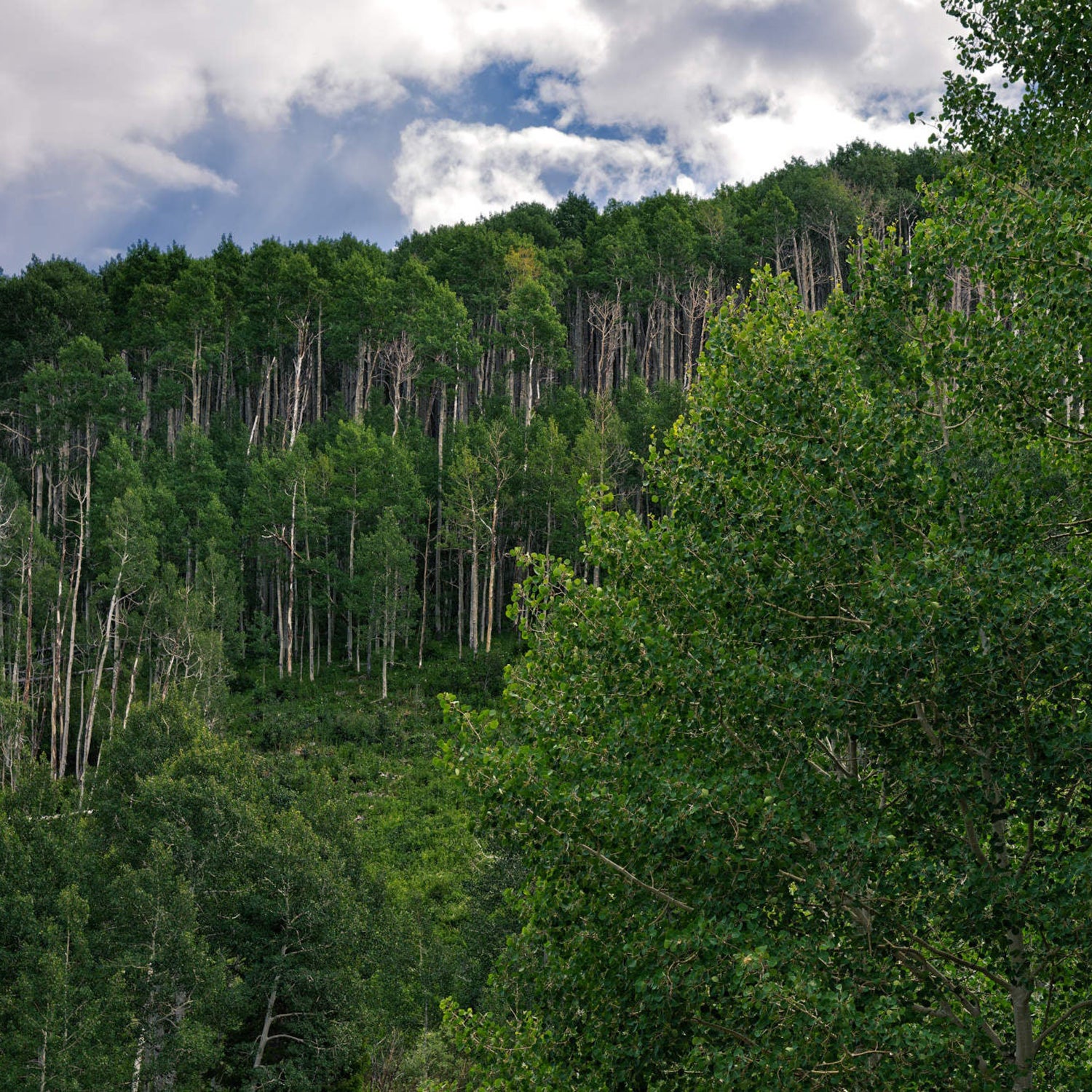 stand of trees