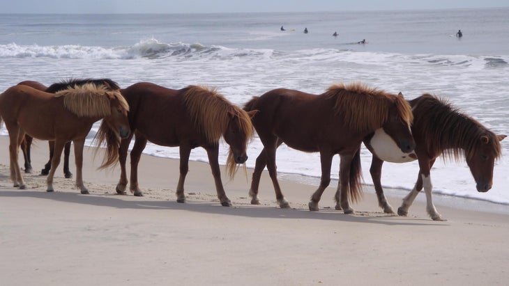 wild ponies and surfers on assateague