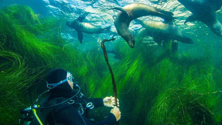 scuba diver plays with sea lions