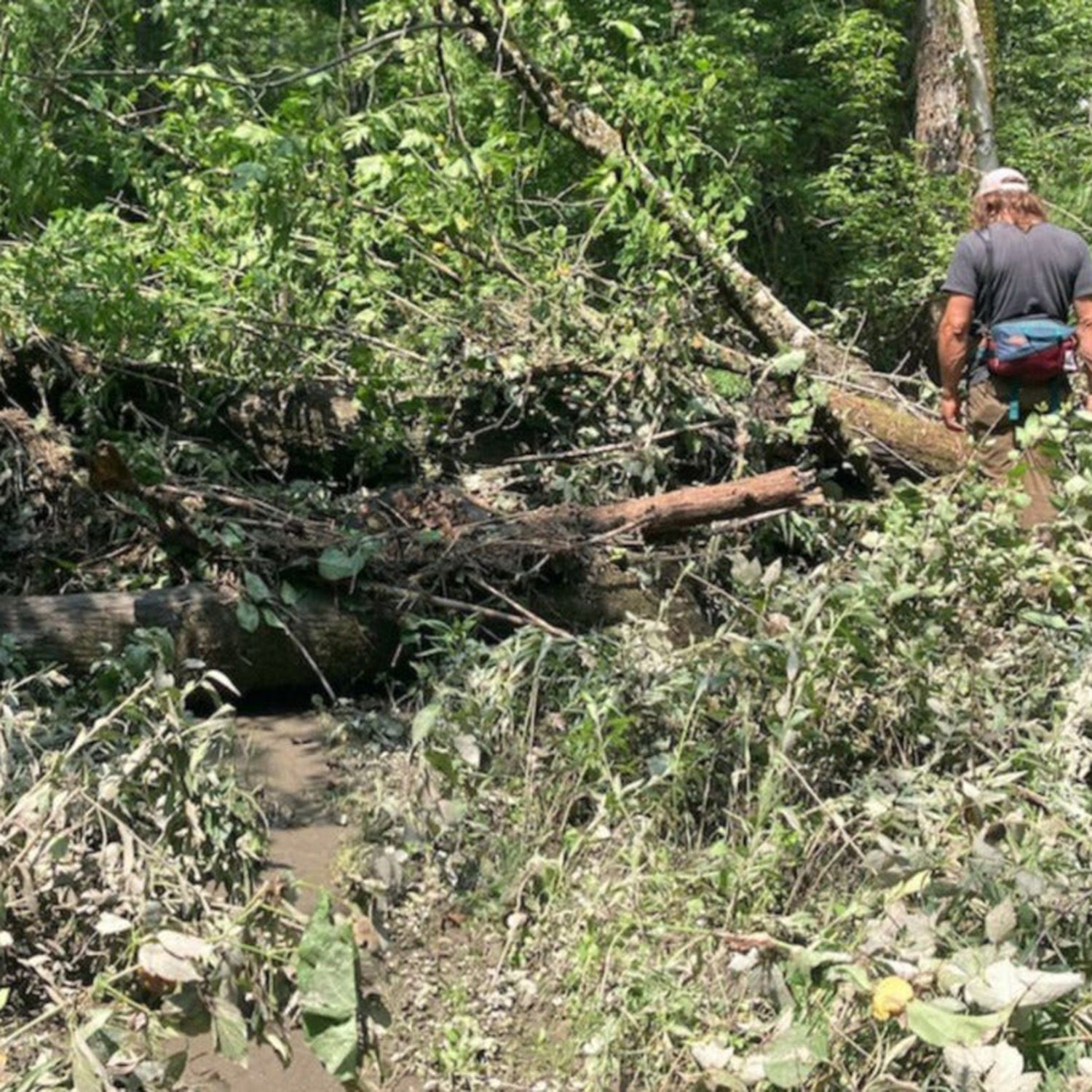 fallen tree