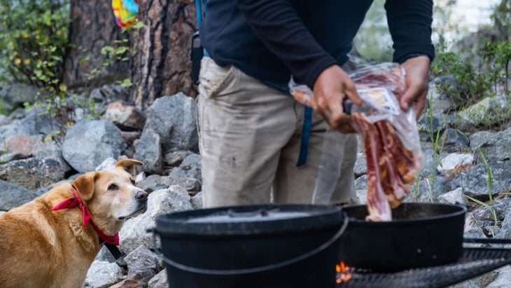 dog watching bacon cooking at campsite