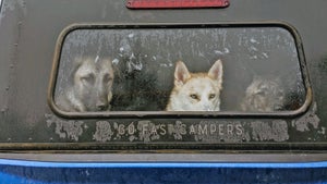 How to travel with a dog in extreme heat dogs gfc window