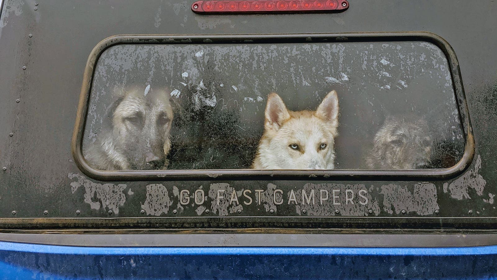 three dogs' faces in the window of a Go Fast Camper