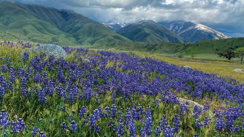 A field of spider lupine