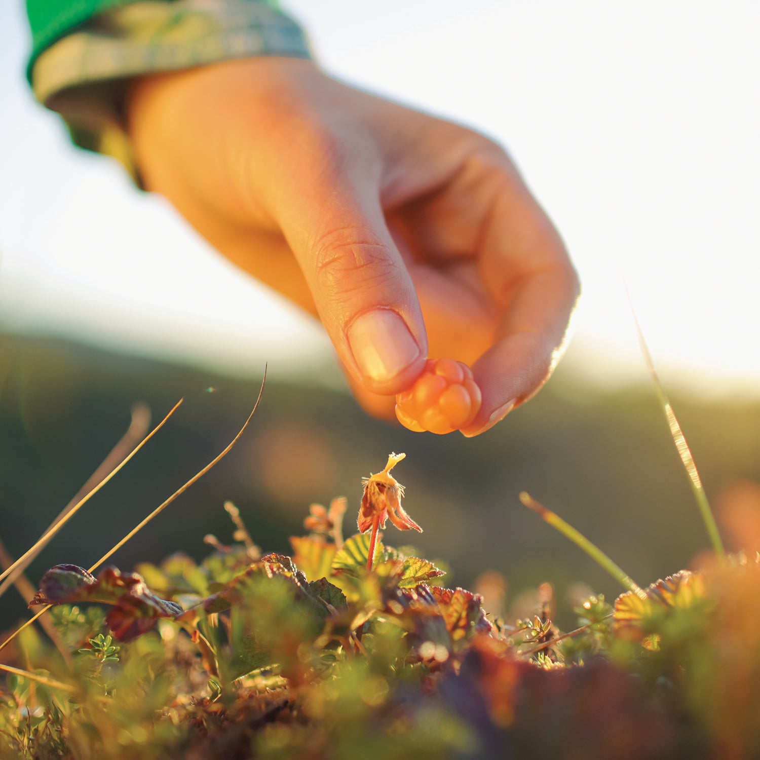 Close-up of a hand picking a berry