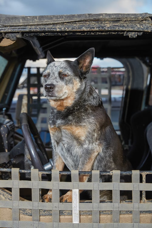 A dog sitting inside of a car