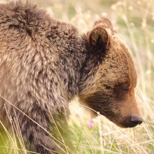 A grizzly stands in a field in Montana