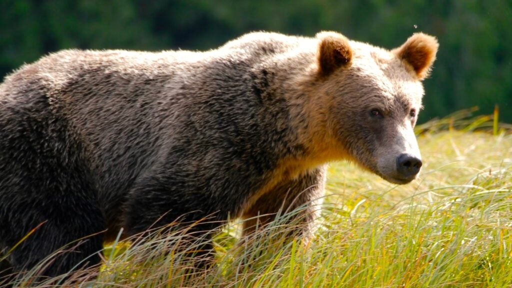 A Woman Was Planting Trees When a Grizzly Bear Attacked Her