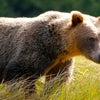 Recent Bear Attacks Prompt a Call to Ease Hunting Restrictions