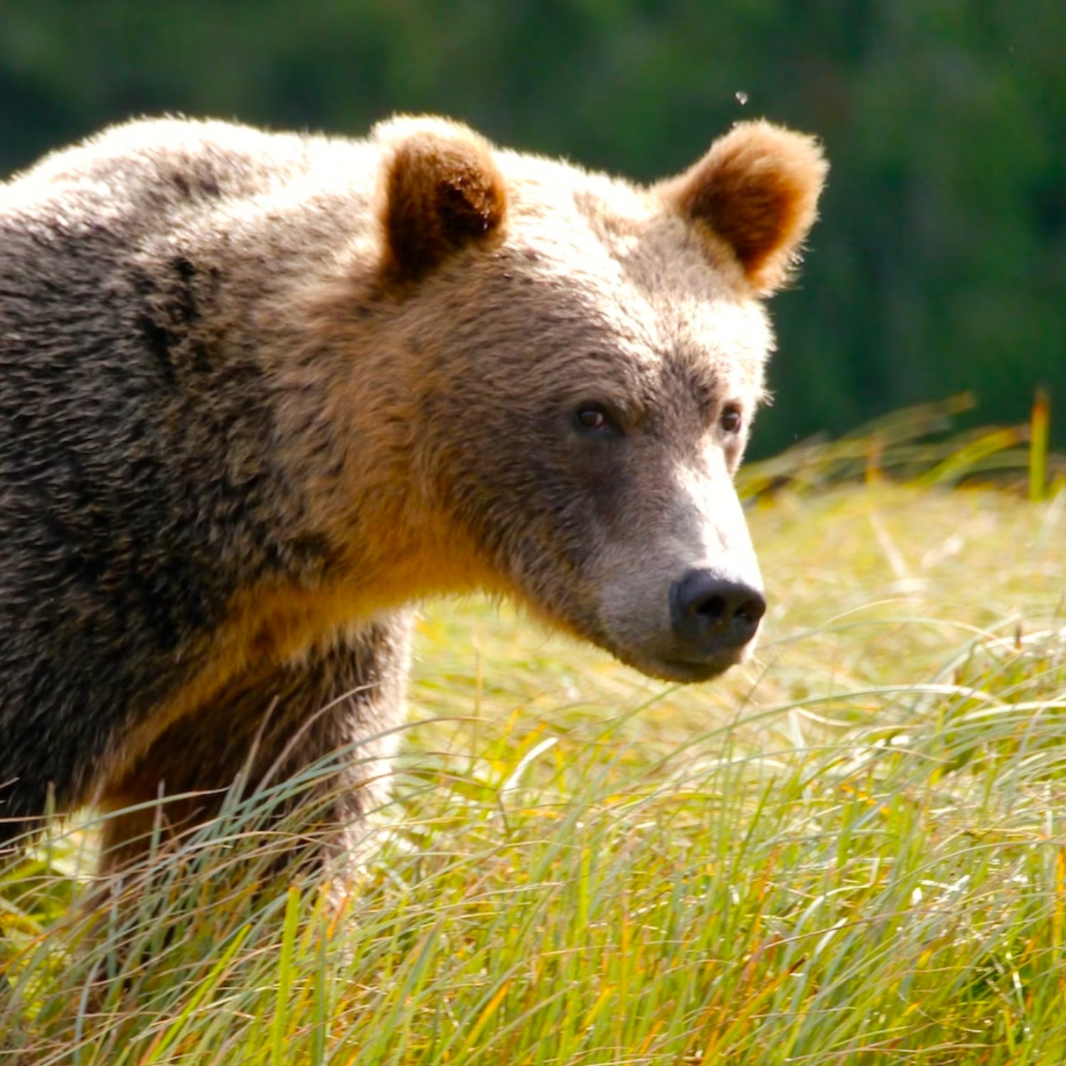 Recent Bear Attacks Prompt a Call to Ease Hunting Restrictions