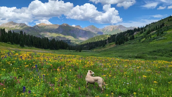 A dog looking at the surrounding mountains while standing in amid wildflowers