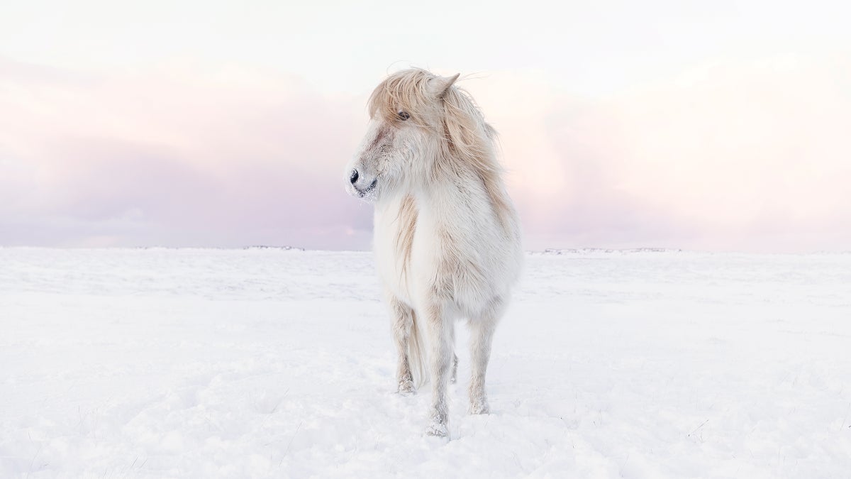 My Health and Wellness Plan? Icelandic Horses.