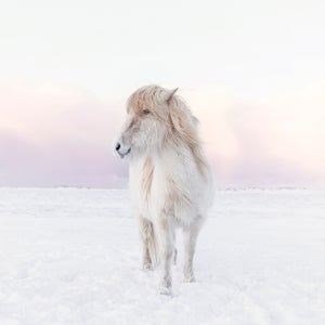 Icelandic Horse standing in a snow looking away