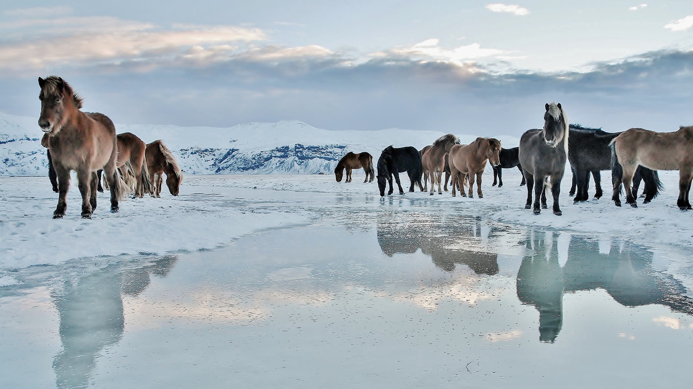 Icelandic horses in a wintry view in South of Iceland.