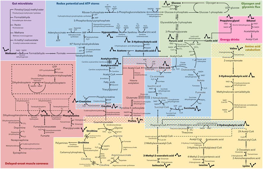 Diagram about marathon recovery
