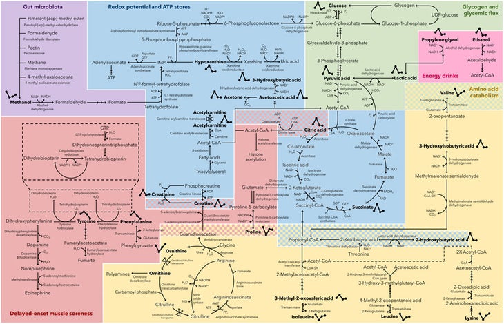 Diagram about marathon recovery Diagram about marathon recovery