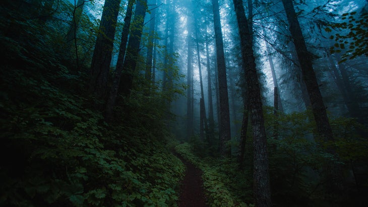 dark woods Mount Rainier