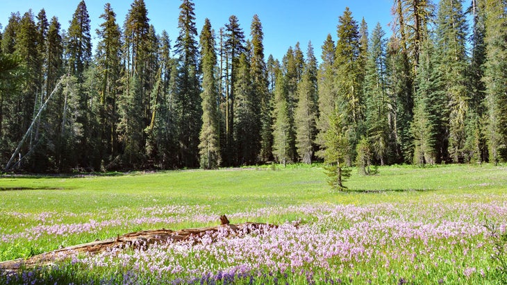 Summit Meadow, Yosemite