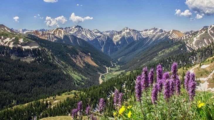 Purple Fringe Wildflowers and Mountain Views