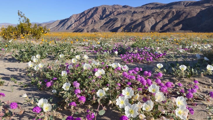 Wildflowers Anza Borrego Desert, California
