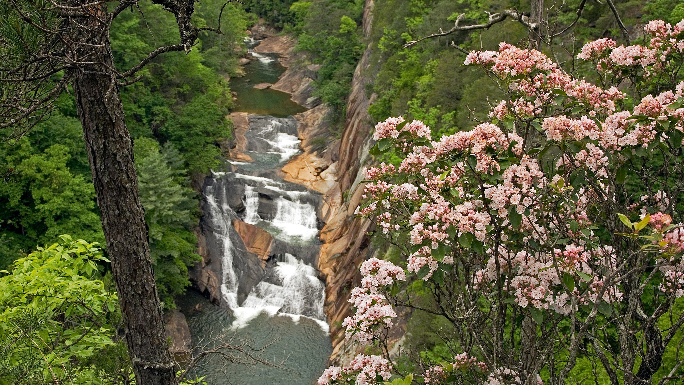 wildflowers and waterfall tallulah state park