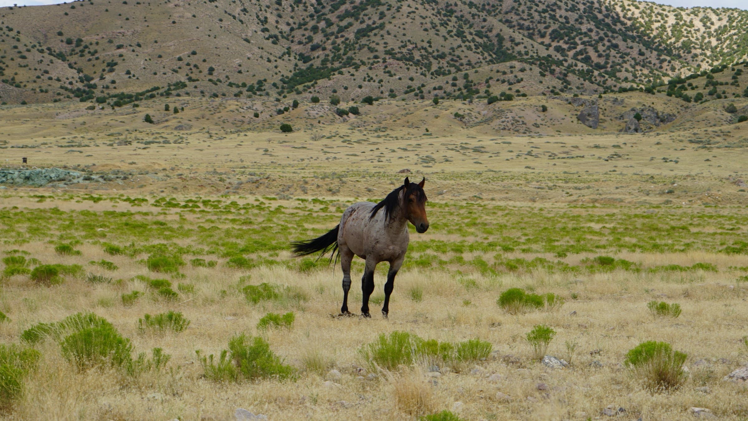 Will Grant Pony Express