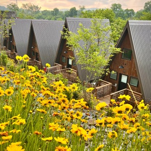A series of A-frame cabins with yellow flowers in the foreground