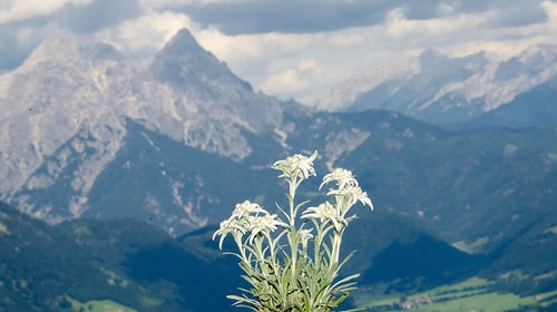 Edelweiss flowers in the French Alps