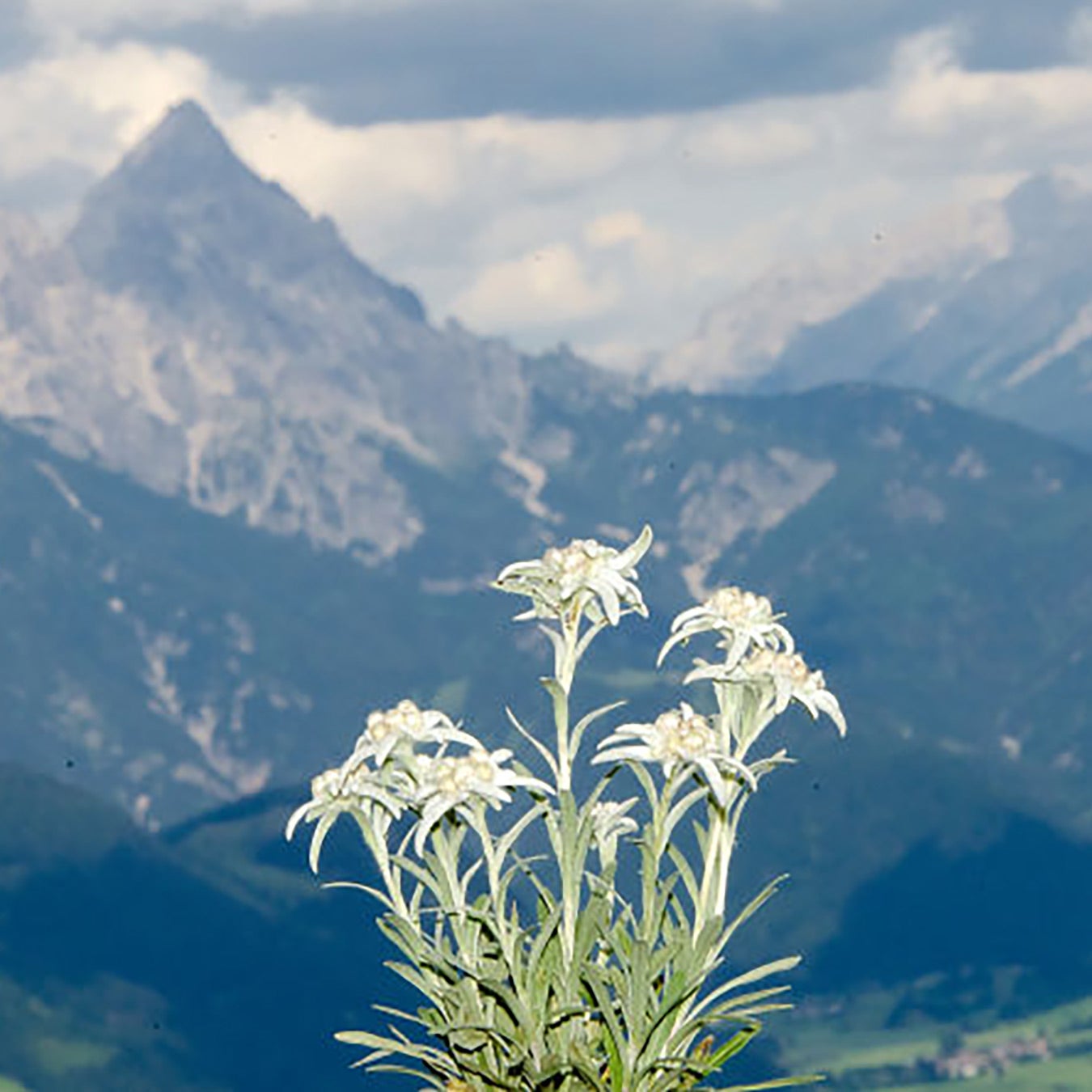 French Cops Will Punish You for Picking These Wildflowers