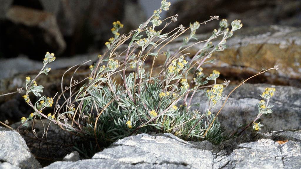 A flowering white genepi
