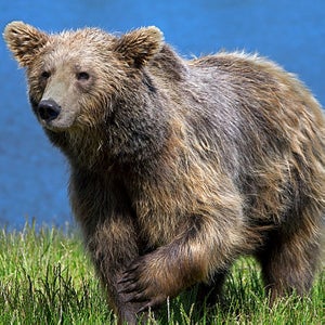 A brown bear in Sweden gazes at the camera.