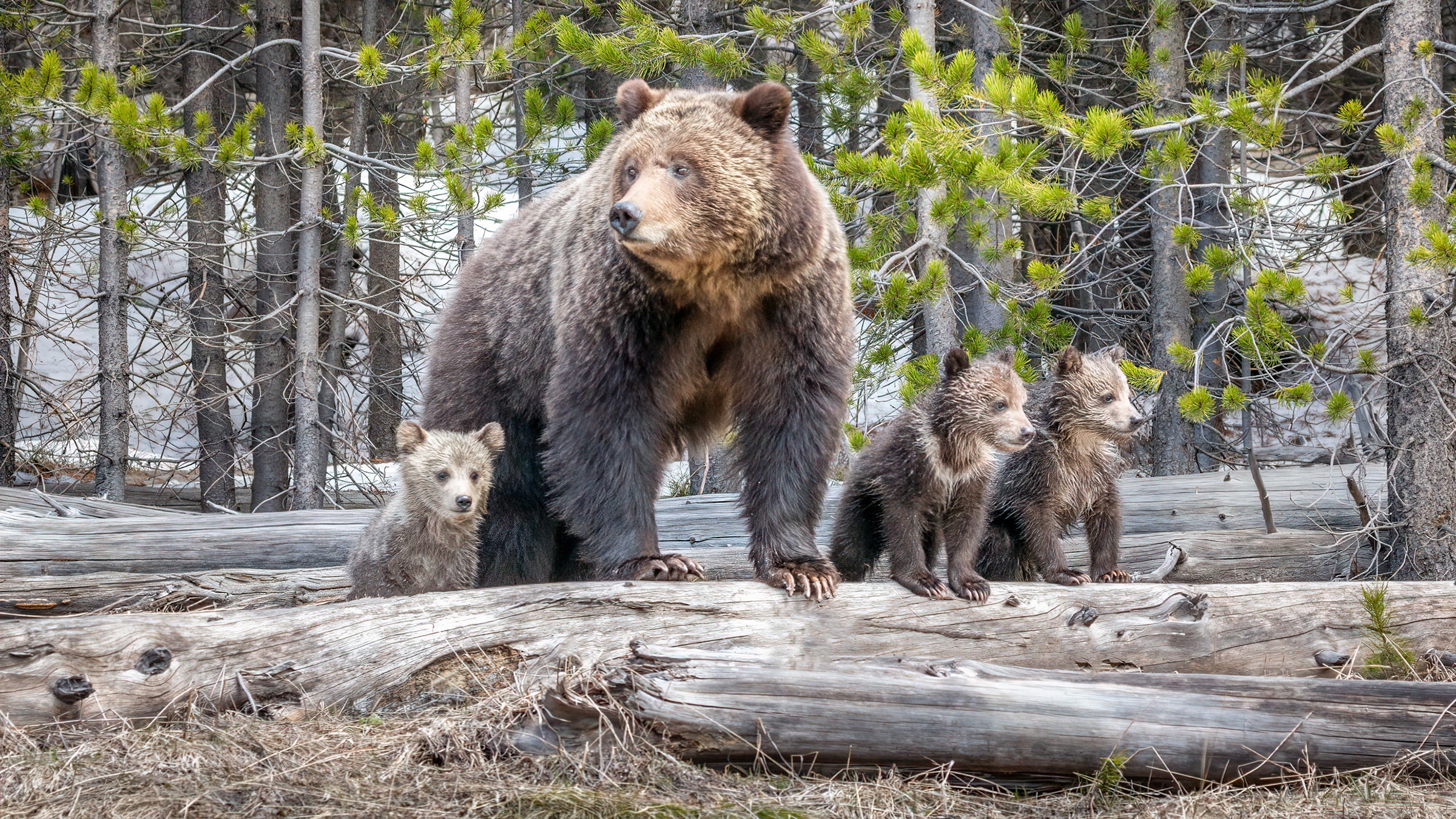 The Mountain Brown Bear Cubs Grizzly Find 10 Bears Mama Bears 