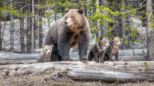 A mother bear stands on a log with three cubs